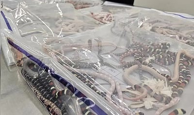 100-க்கும் மேற்பட்ட பாம்புகளைக் காற்சட்டைக்குள் மறைத்துக் கடத்தியவர் கைது!